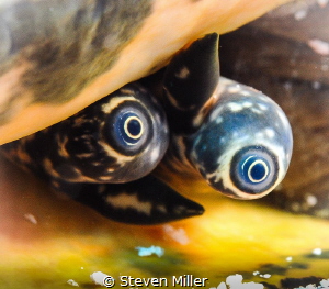 Eyeballs by Steven Miller 